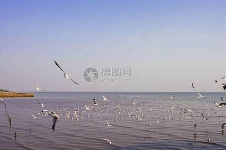 关于青岛世园会的作文