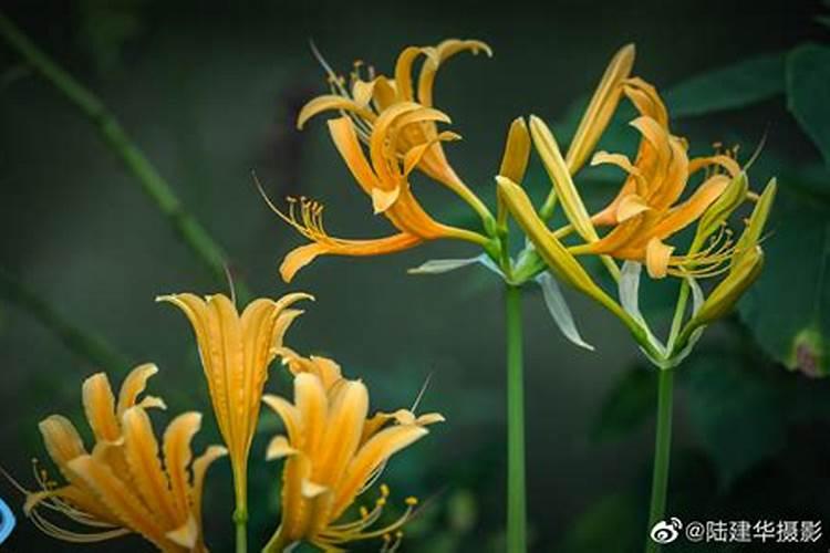 二十四节气分别用什么花代表？ 谢谢 急急!!