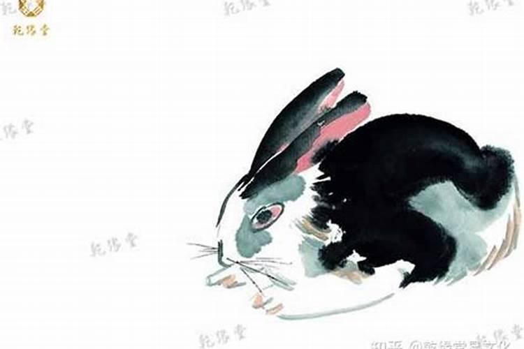 属兔人一生的命运属兔的人生运势如何