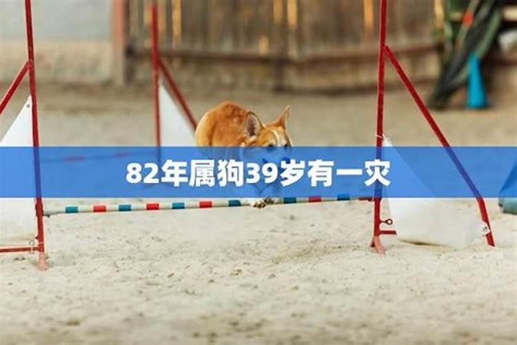 1982属狗41岁后有十年大运 解析十年运势状况？