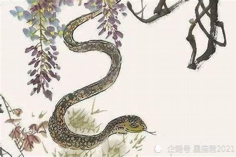 属蛇男人和属鸡女人相配吗