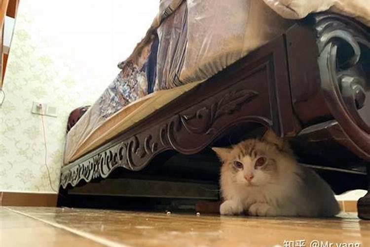 梦见收养两只漂亮的猫咪的预兆