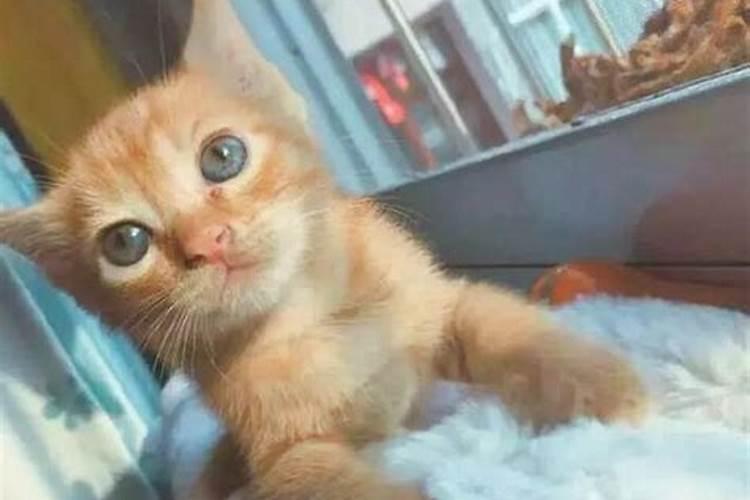 梦见买猫是什么意思？