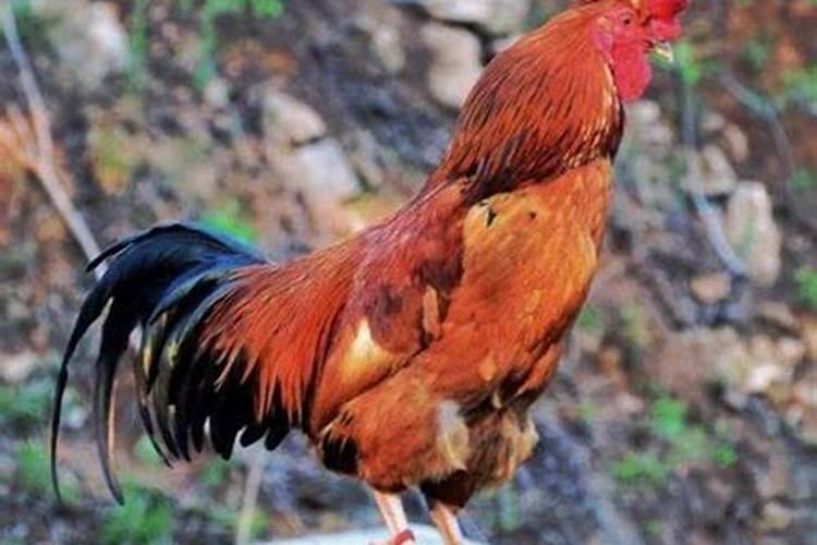 八字寅申相冲如何破解,寅申相冲最佳化解方法