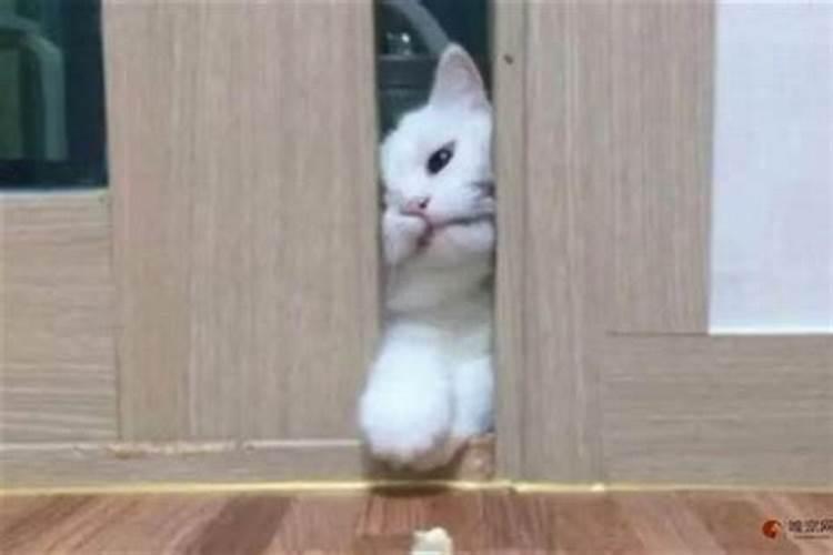 一只野猫持续在我家门口叫,这预示着什么？