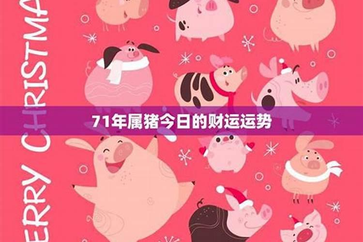 71年猪最旺的颜色