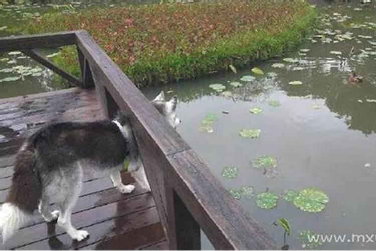 梦见老公掉水里了是什么兆头