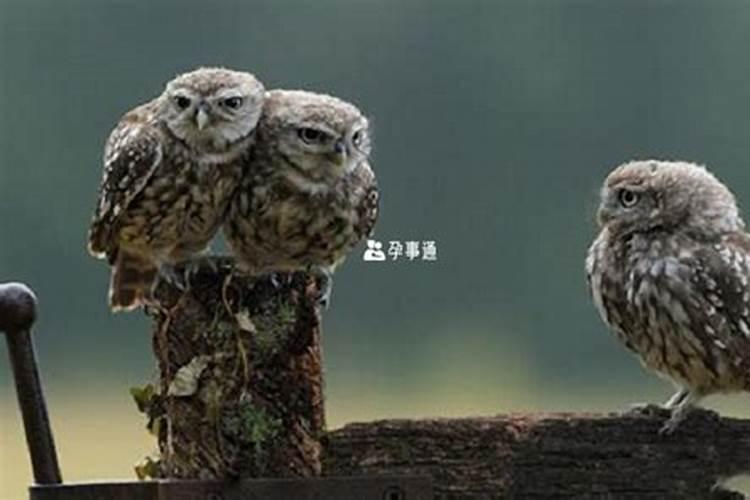 女孩阴历十月初一出生命硬吗 寒衣节出生女人的命运是好是坏