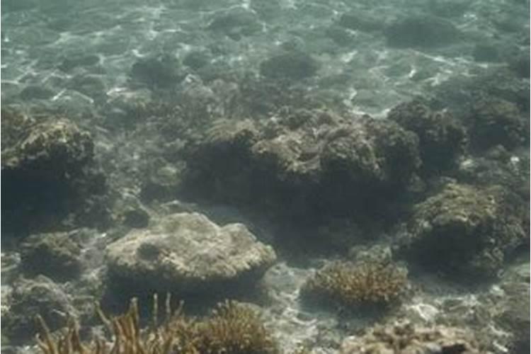 梦见大海水很清澈,预示着什么？