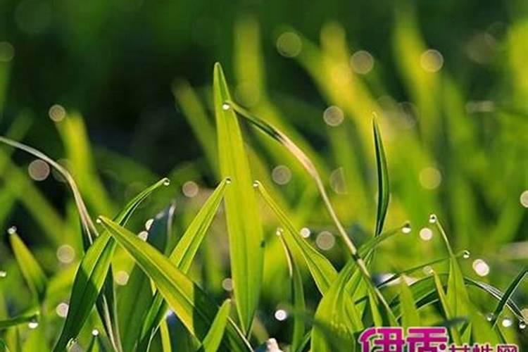梦见家里长草的预兆
