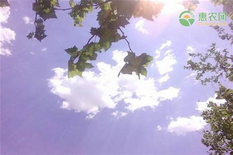 吃过夏至面一天短一线是什么意思