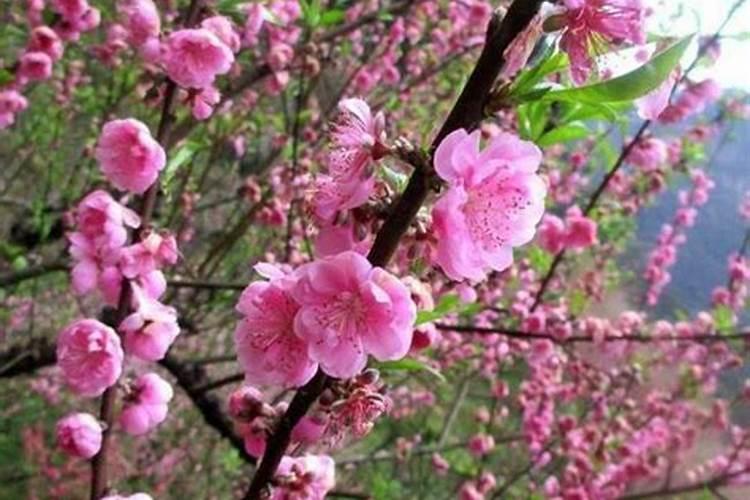 流年合婚姻宫一定会结婚吗 流年遇到桃花什么意思？