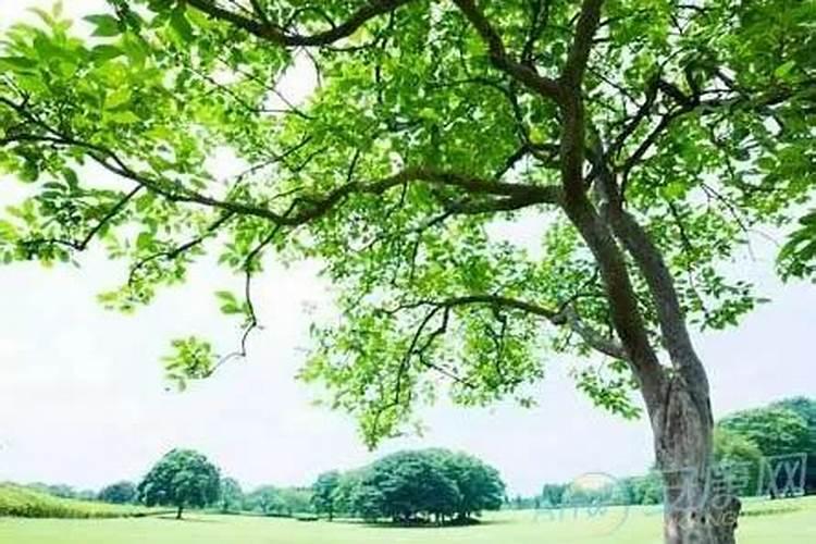 比如八字里木多水少,选个什么样的字补救才好
