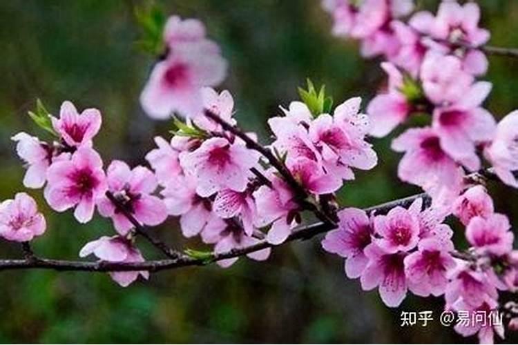 三月三煮鸡蛋的来历 荠菜煮鸡蛋有何功效