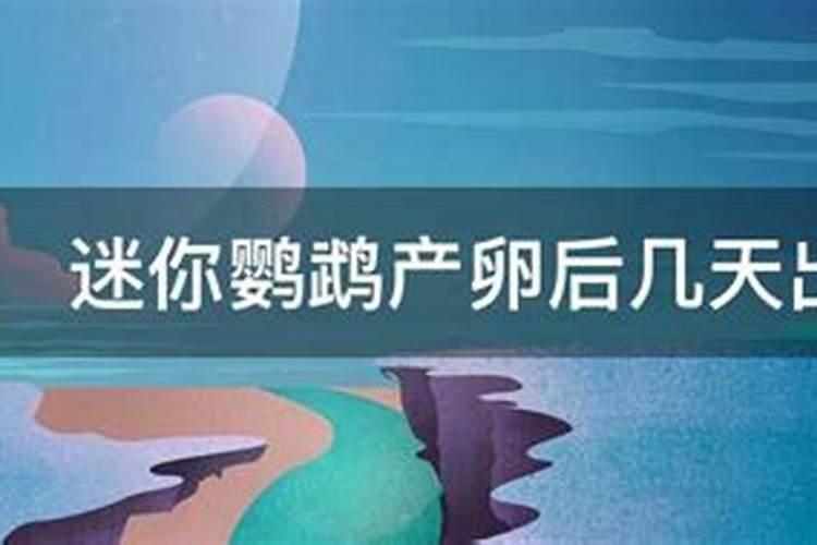 红财神鱼产卵怎么办