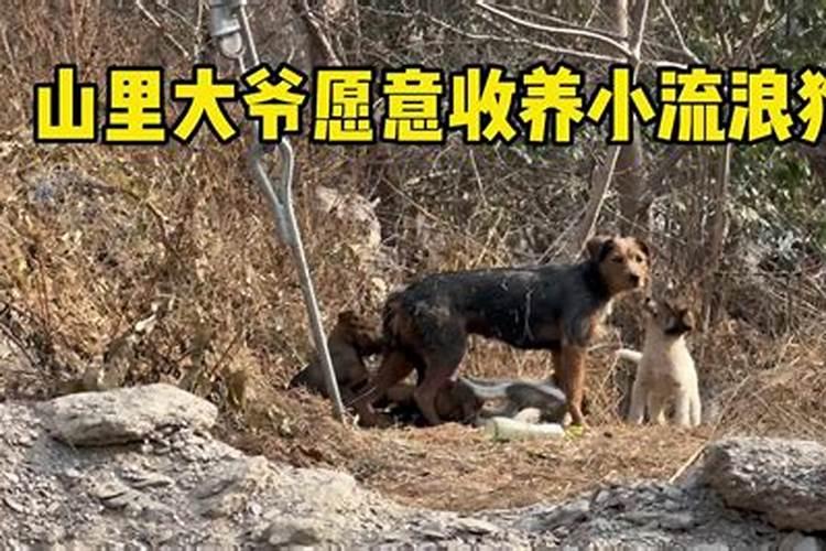 梦见四五只小狗的预兆