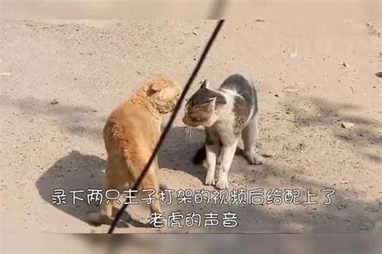 周公解梦:梦见猫和老虎是什么意思？