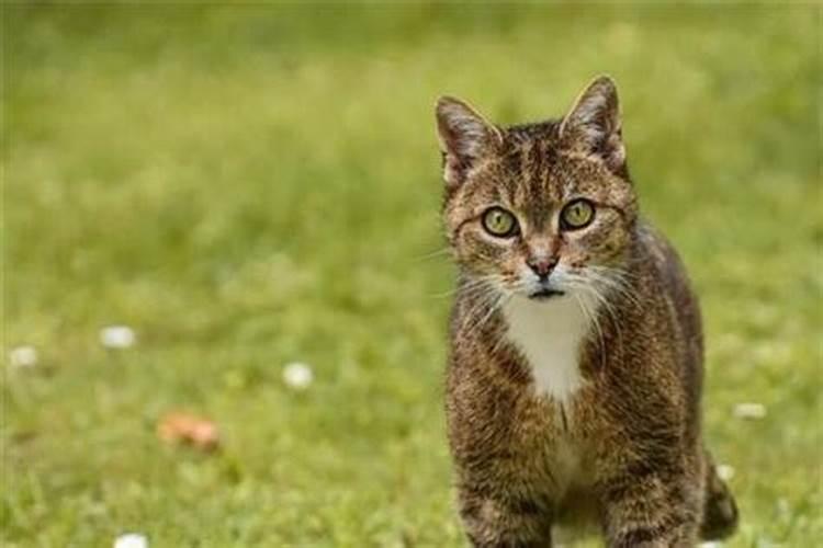 梦见老虎和猫是什么意思？
