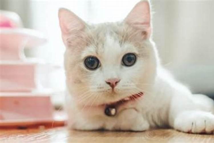 梦见一只灰色的猫生一只七彩的鸭子飞上天了什么意思？