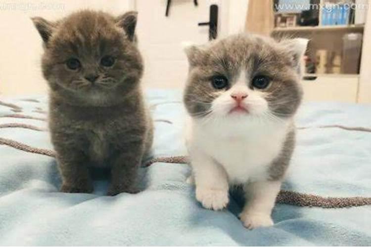 梦见买了一只小猫的预兆
