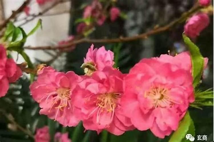 遇到烂桃花的征兆,有什么征兆