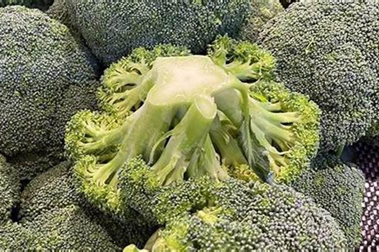 腊月适合种什么农作物