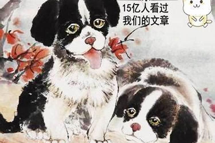 属狗和属兔谁厉害
