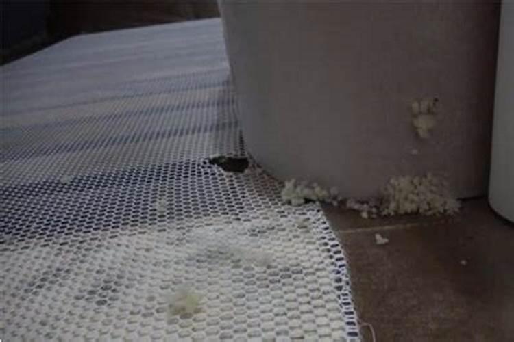 梦见老鼠在沙发上玩的预兆