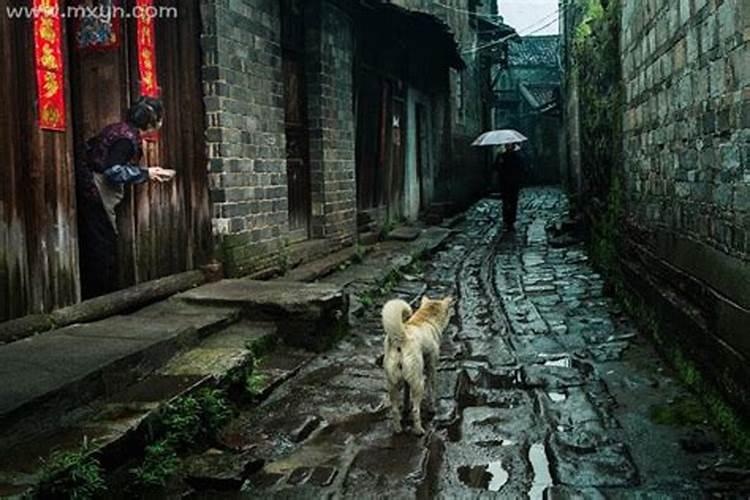 女人梦见老鼠在屋里跑是什么意思