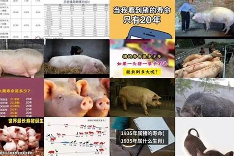 猪在没有外界干扰的情况下,最长寿命是多少年？