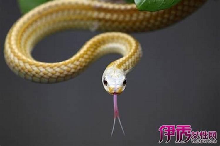 我怀孕了老公梦见蛇是什么预兆