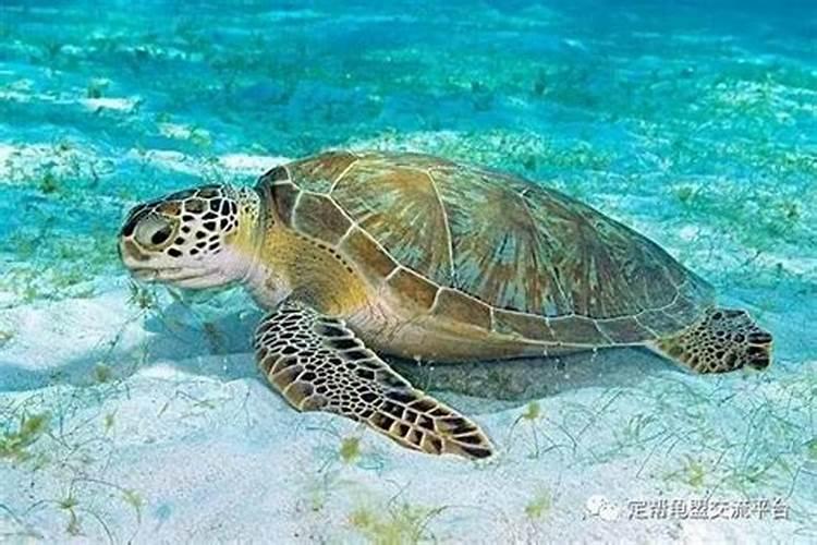 女兔比男马大3岁好吗