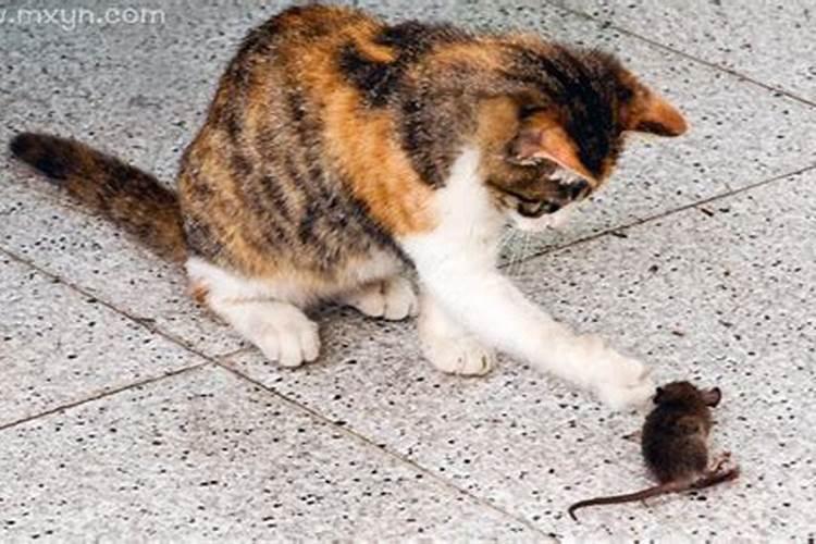 梦见猫抓不到老鼠的预兆