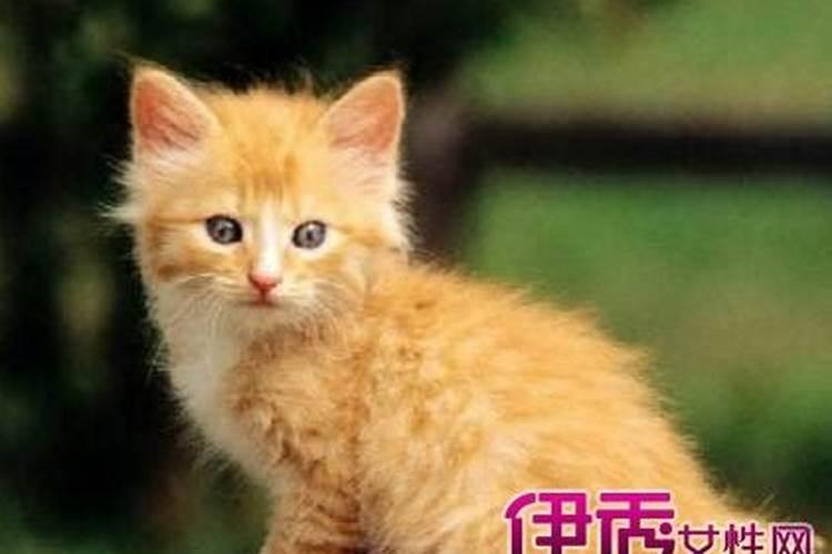 梦到猫咬手不松口什么意思