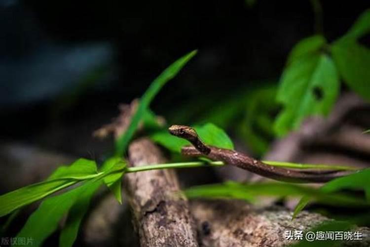 梦见很多蛇然后被一条蛇咬的预兆