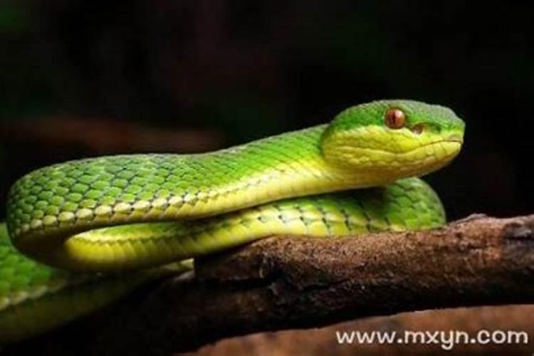 属猴女和属羊男在一起合适吗 羊和猴在一起对谁不利