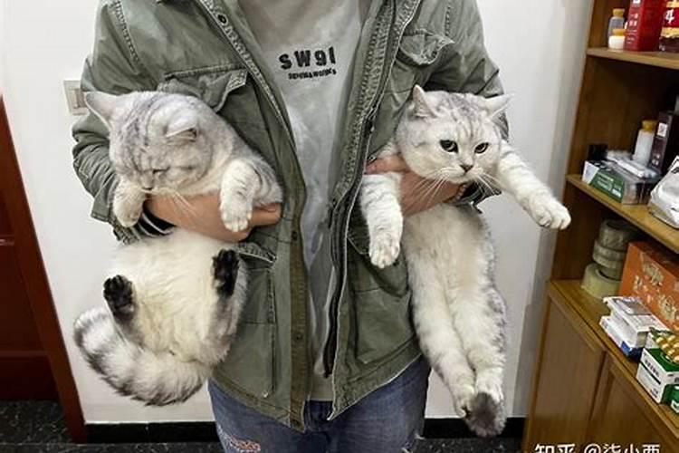 什么属相不能养猫 什么生肖适合养猫
