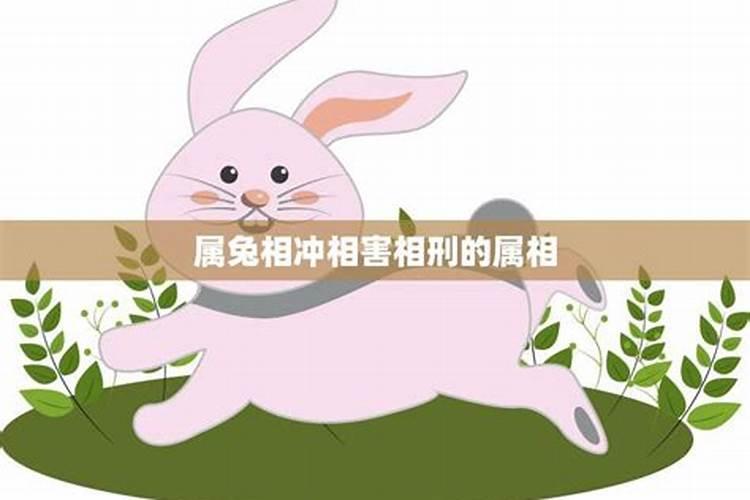 属兔与什么属相相合,相冲