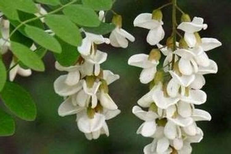 斩桃花法事真的有那么厉害吗？能斩掉对方桃花？