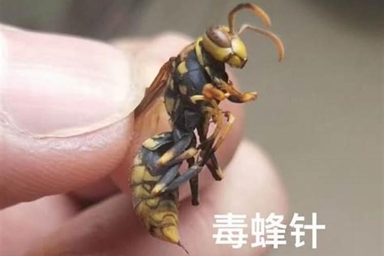 梦见大马蜂蛰人的预兆