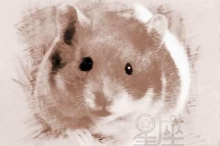 老人梦见自己嫁人了