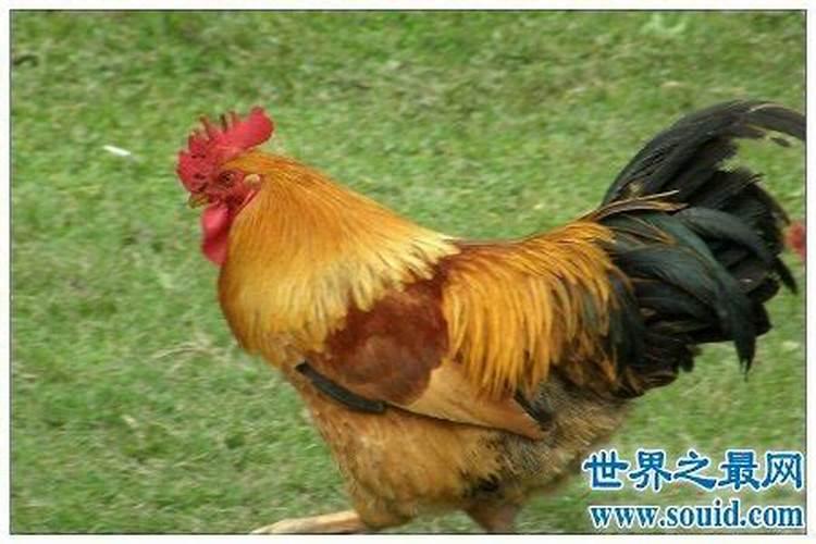 催旺桃花运的风水摆件有哪些？