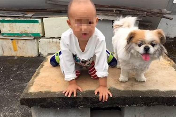 梦见狗死了哭得很伤心