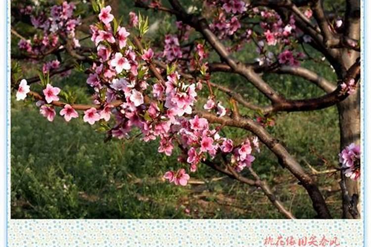 清明节属于什么季节