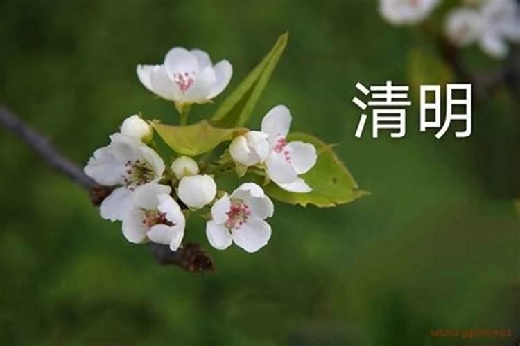 梦见吃杨梅是什么意思