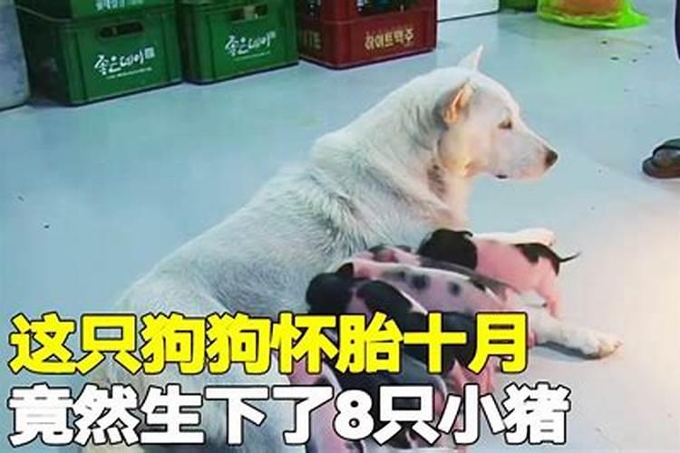 1984年9月初8出身的在2015年运气
