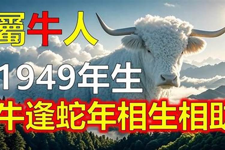 1949年出生的属牛的人是什么命2024