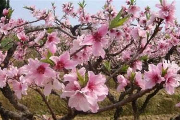 桃花位放什么花最好 卧室桃花位放花瓶旺桃花？