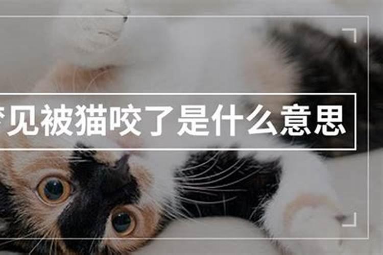 梦见被猫咬了乳房的预兆