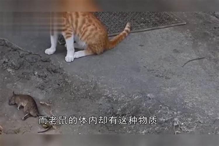 梦见猫不抓老鼠的预兆